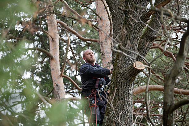 Reliable Butler, WI Tree Services Solutions